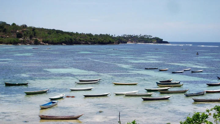 Vue d'une baie à Nusa Lembongan (Bali) avec de nombreuses petites embarcations en bois flottant au-dessus des parcelles d'algoculture dans les eaux turquoise peu profondes, avec une côte verdoyante en arrière-plan.