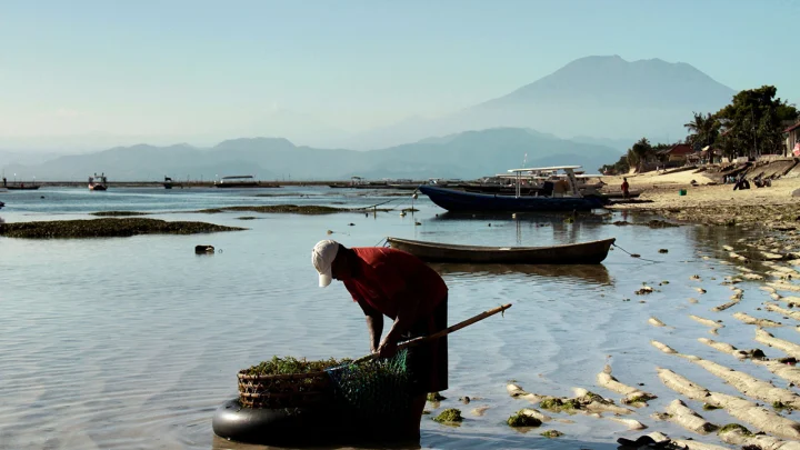 Un cultivateur d'algues travaille à marée basse sur la rive de Nusa Lembongan, collectant sa récolte près de bateaux amarrés, avec le majestueux Mont Agung de Bali visible dans le lointain brumeux.