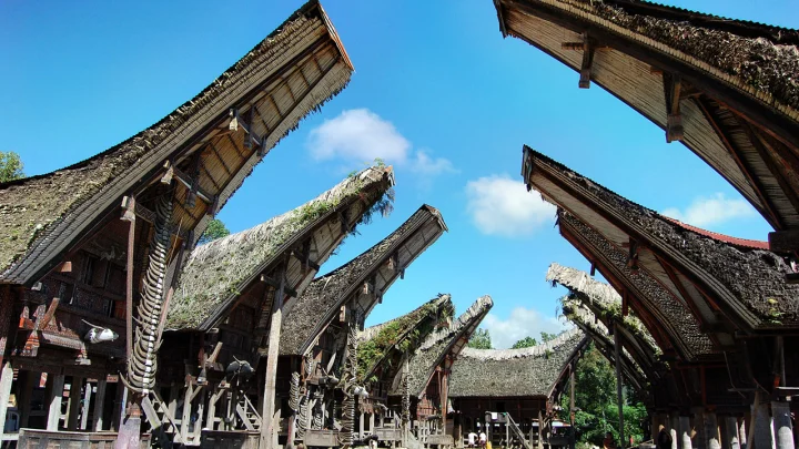 toraja