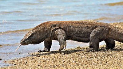 Flores, Rinca & Komodo – Circuit Aventure (7J/6N) - Bali Profond