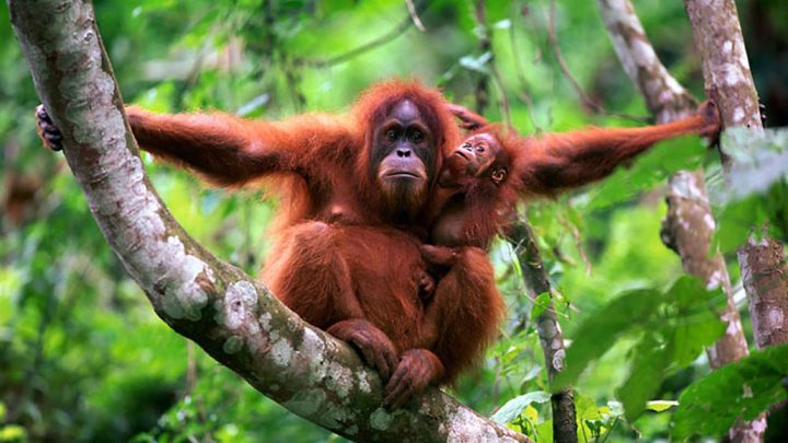 Sumatera-Orangutan