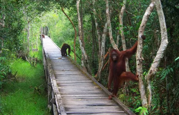 Explorez Kalimantan avec Bali Profond: circuits sur mesure et guides francophones