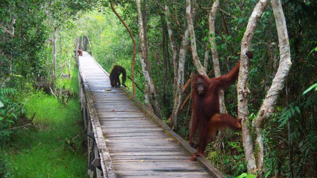 Explorez Kalimantan avec Bali Profond: circuits sur mesure et guides francophones