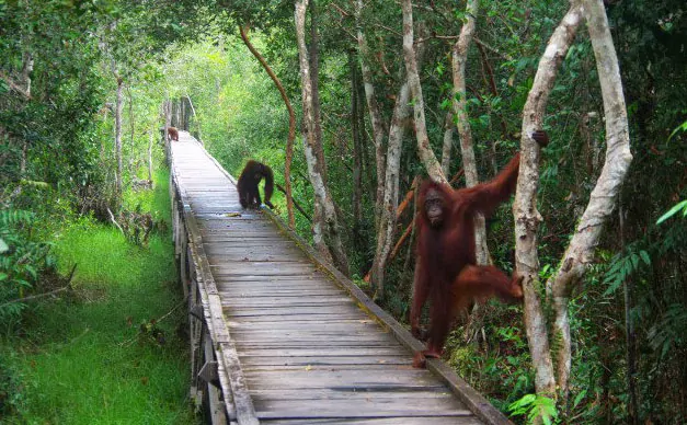 Explorez Kalimantan avec Bali Profond: circuits sur mesure et guides francophones