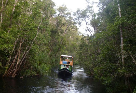 Explorez Kalimantan avec Bali Profond: circuits sur mesure et guides francophones