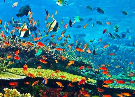 Jour 5: Ruteng – Labuanbajo – Bateau - Rinca