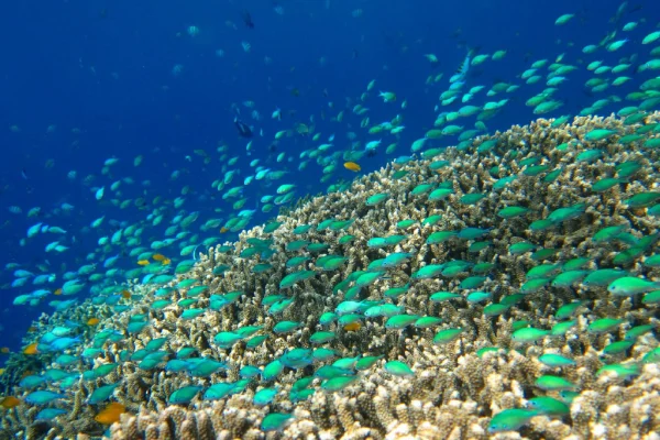 An underwater scene at "Menjangan" Island showing a dense school of small, bright blue and green damselfish swimming above a coral reef.