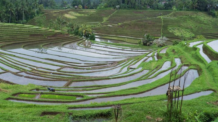 Guide Francophone à Bali