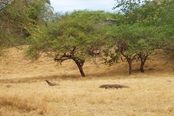 Explorez Flores, Komodo et Rinca avec Bali Profond: circuits sur mesure et guides francophones