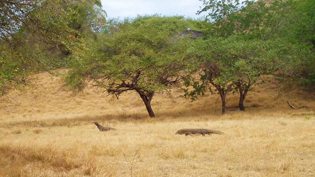 Explorez Flores, Komodo et Rinca avec Bali Profond: circuits sur mesure et guides francophones