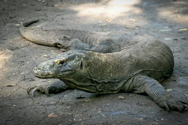 Explorez Flores, Komodo et Rinca avec Bali Profond: circuits sur mesure et guides francophones
