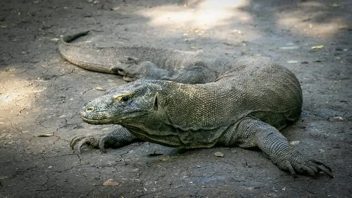 Explorez Flores, Komodo et Rinca avec Bali Profond: circuits sur mesure et guides francophones