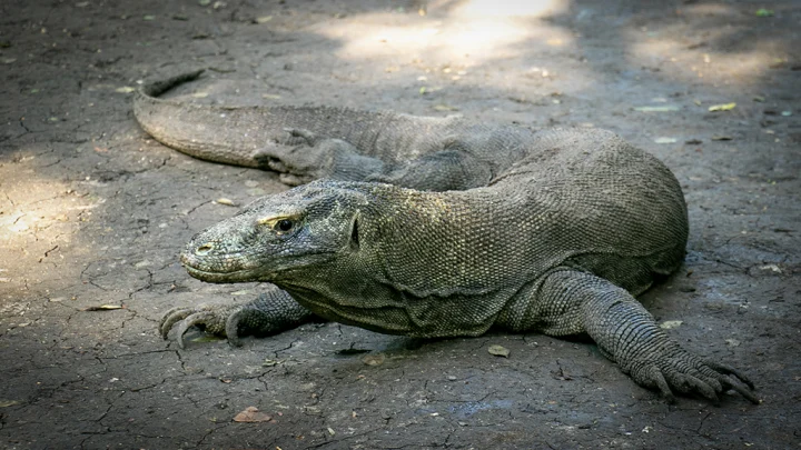 Explorez Flores, Komodo et Rinca avec Bali Profond: circuits sur mesure et guides francophones