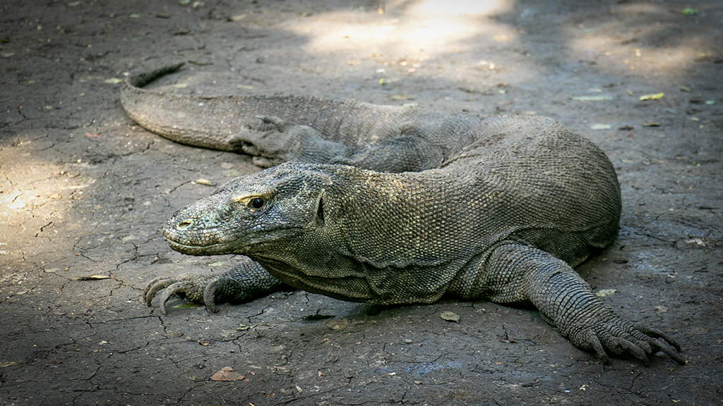 Explorez Flores, Komodo et Rinca avec Bali Profond: circuits sur mesure et guides francophones