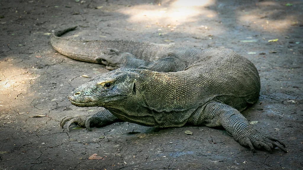 Explorez Flores, Komodo et Rinca avec Bali Profond: circuits sur mesure et guides francophones