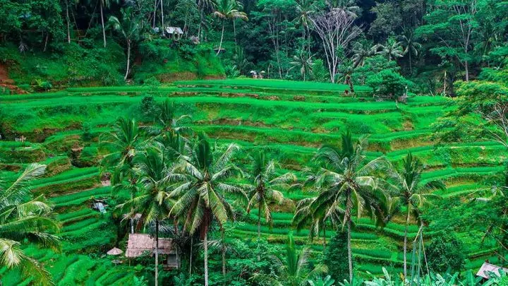 bali_10