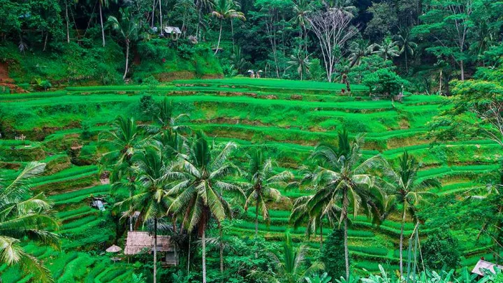 bali_10