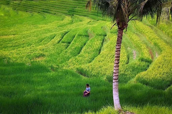 Guide Francophone à Bali