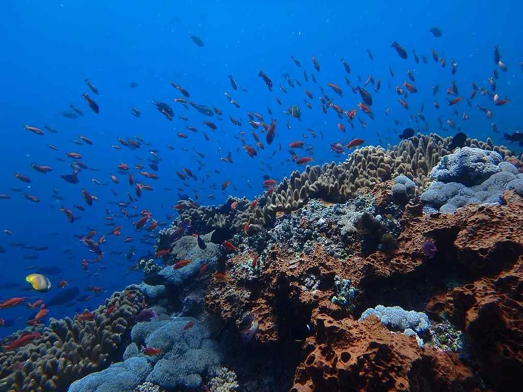 Lembongan penida snorkeling