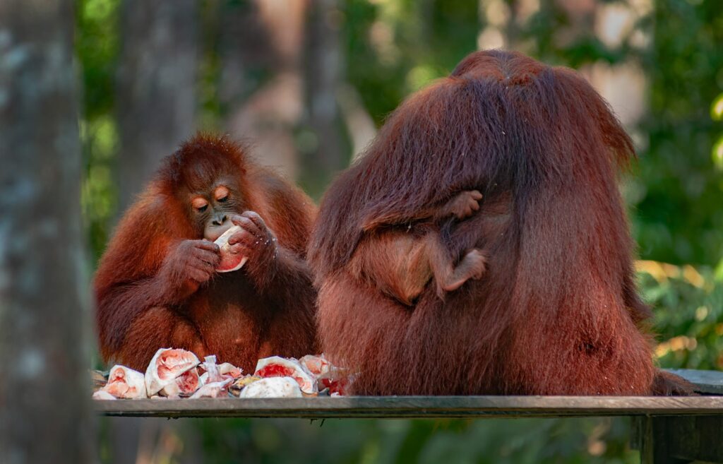 Orang Utan Taman Nasional Tanjung Puting