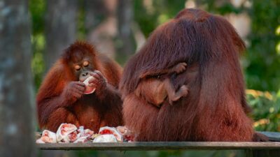 Taman Nasional Tanjung Puting