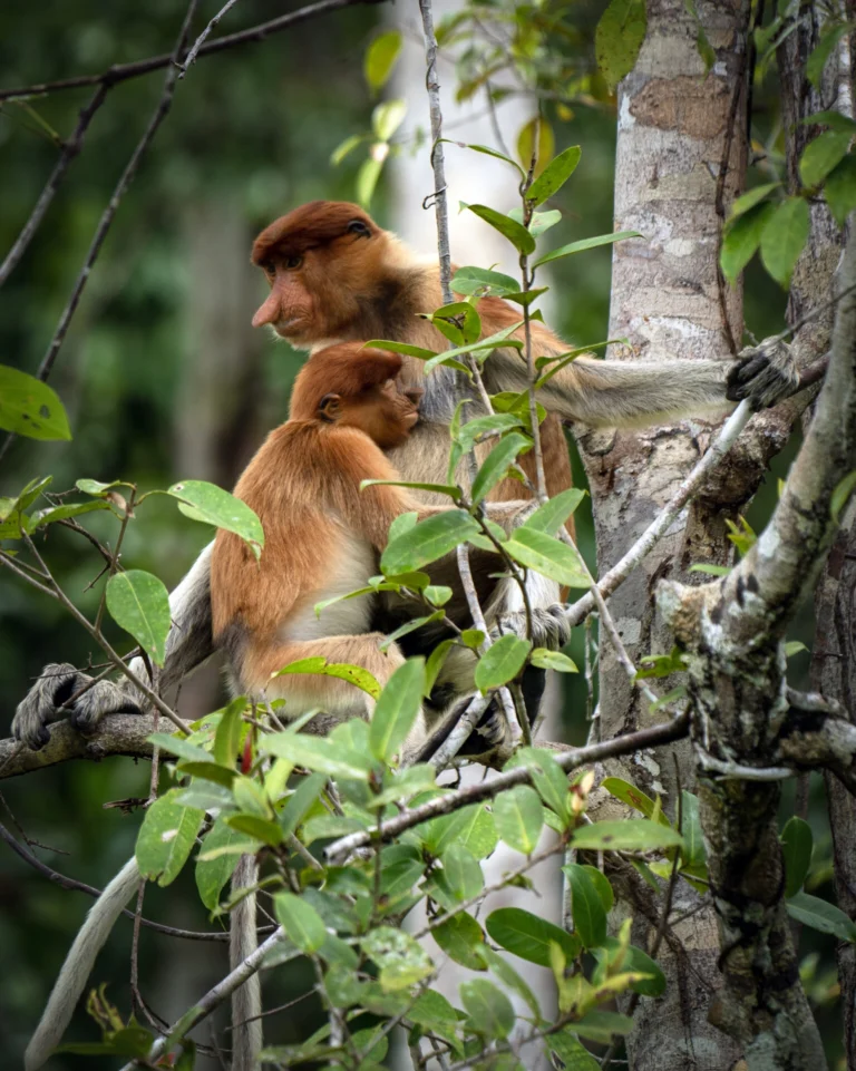 Kalimantan Central – Circuit Nature (5J/4N) - BaliProfond