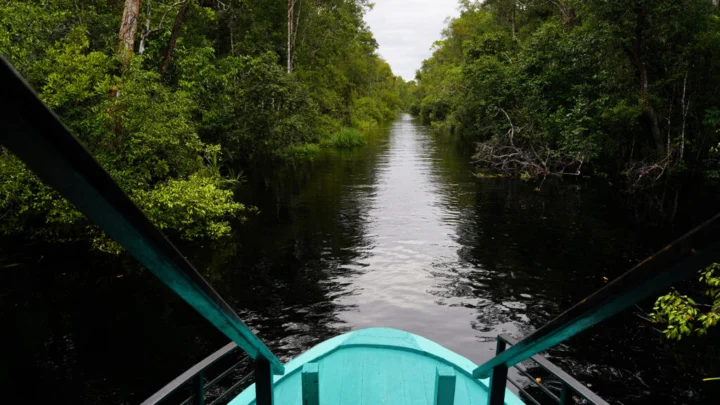 Kalimantan Central – Circuit Nature (5J/4N) - BaliProfond