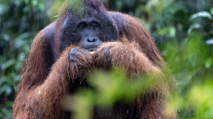 Kalimantan Central – Circuit Nature (5J/4N) - BaliProfond