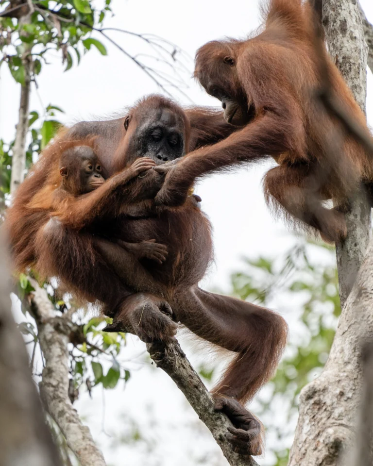 Kalimantan Central – Circuit Nature (5J/4N) - BaliProfond