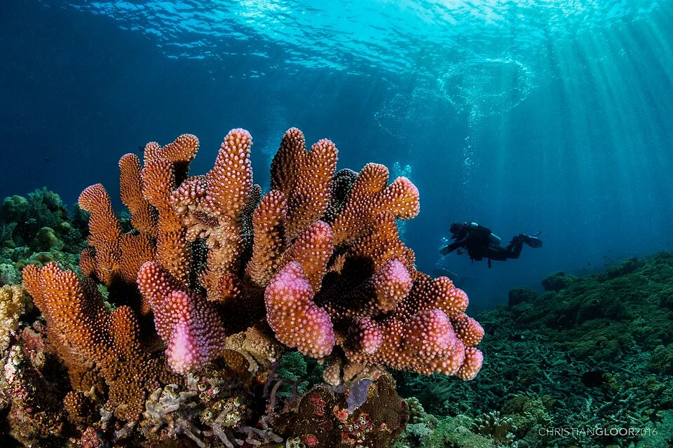 Corals
