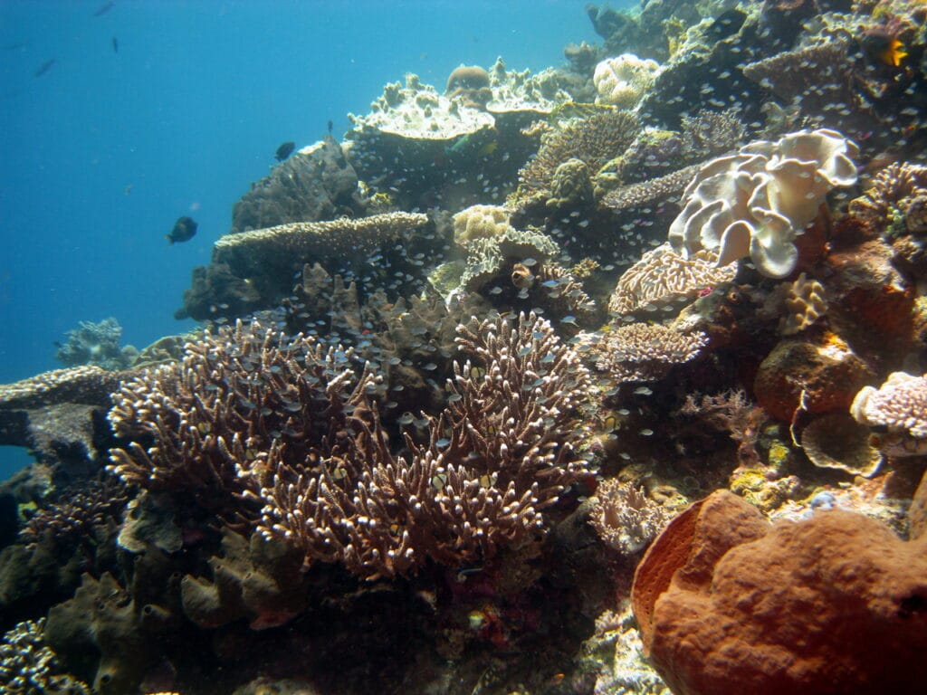 Wakatobi